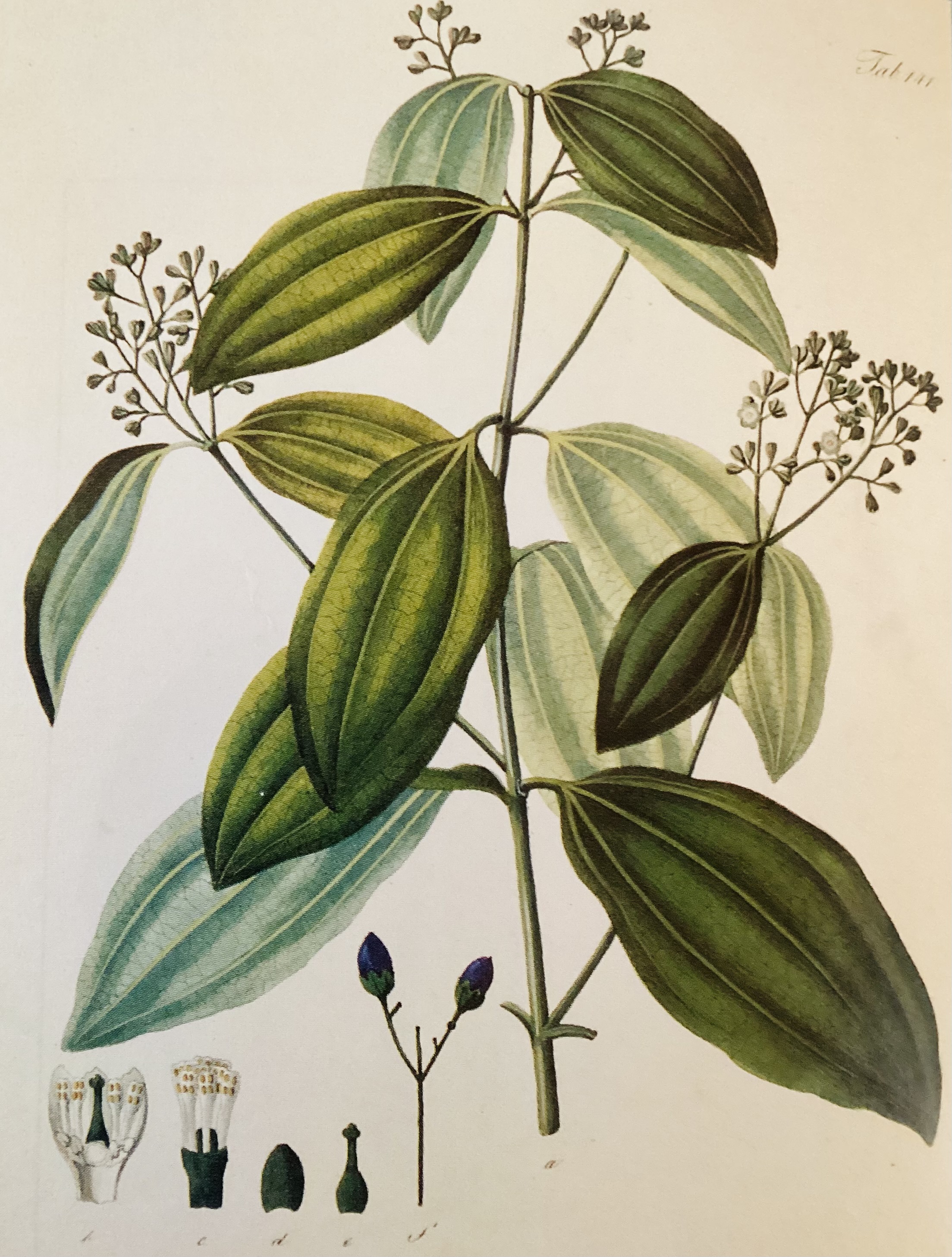 15 Truly Essential Essential Oils