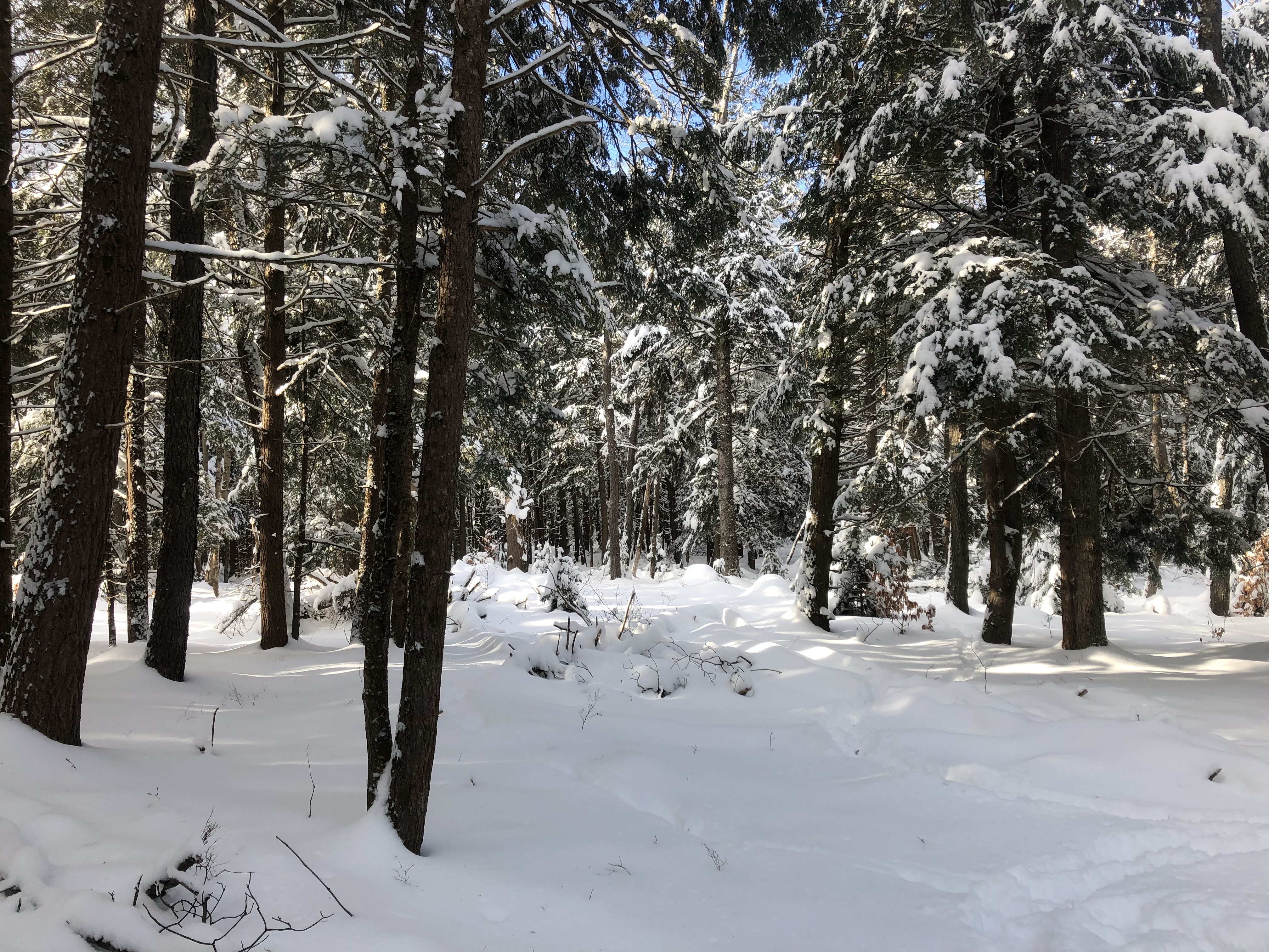 Wintering