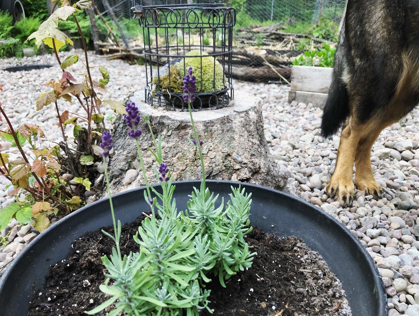 Indoor and Small Space Gardening: Tips for Growing Food at Home