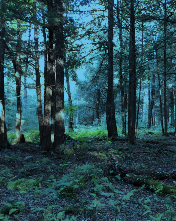 Trees - Image 3
