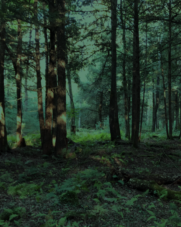 Trees - Image 6