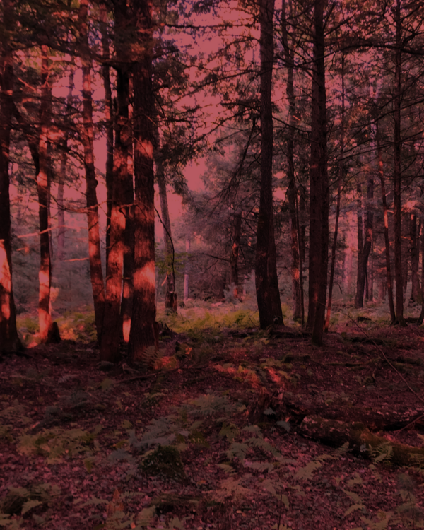Trees - Image 2