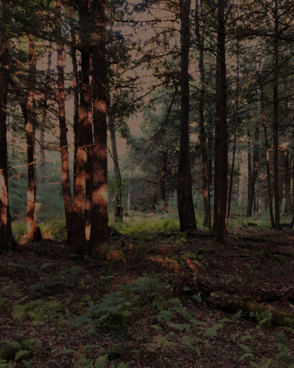 Trees - Image 5