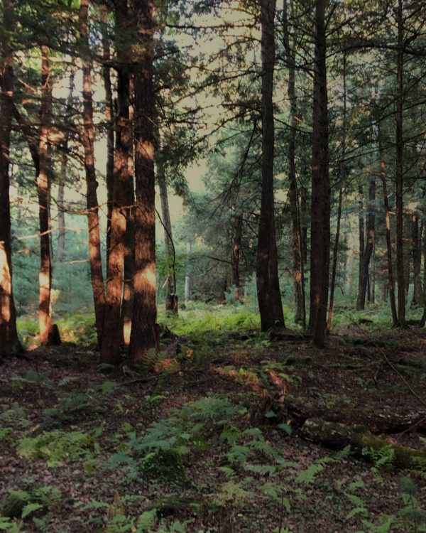 Trees - Image 4